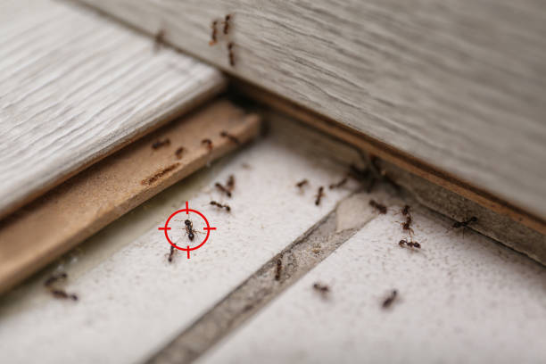 Best Ant Control Services  in Mamou, LA