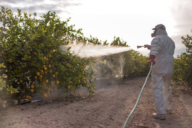 Trusted Mamou, LA Pest Control Experts