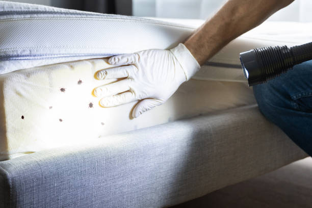 Wasp Removal Services in Mamou, LA
