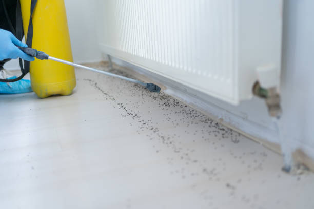 Best Pest Inspection Near Me  in Mamou, LA