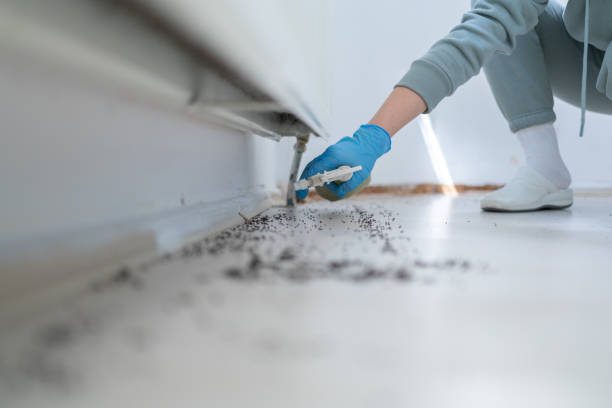Best Affordable Pest Control Services  in Mamou, LA